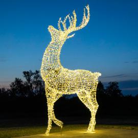 Lighted Christmas Reindeer