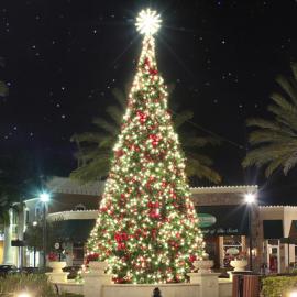 Majestic Mountain Pine Christmas Trees