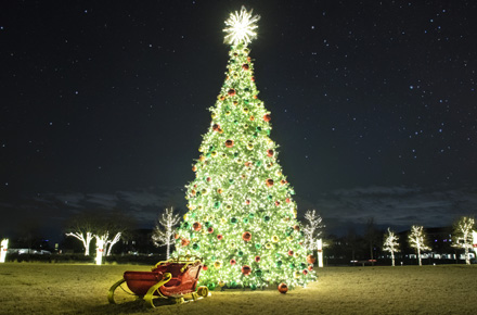 Commercial Christmas Trees